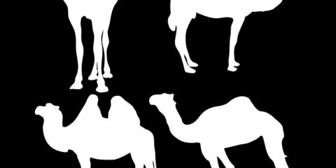 Camel Silhouette Design Free Vector File by GraphicMore
