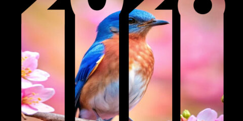 New Year 2026 Royalty Free Images